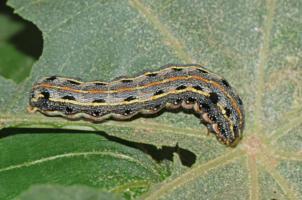 Kỹ thuật trị sâu khoang hại lạc