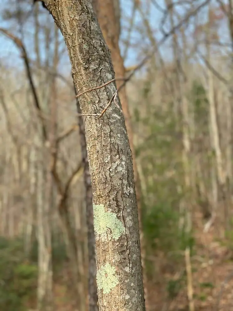 Kỹ Thuật Trị Bệnh Nấm Hồng Cao Su 