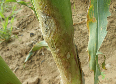 Cách Phòng Trị Bệnh Khô Vằn Ngô