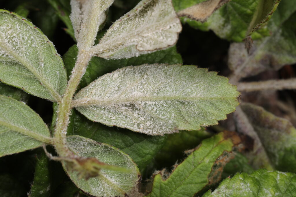 Kỹ Thuật Trị Phấn Trắng Hoa Hồng