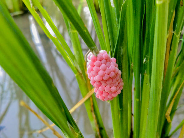 Kỹ thuật trị ốc bươu vàng