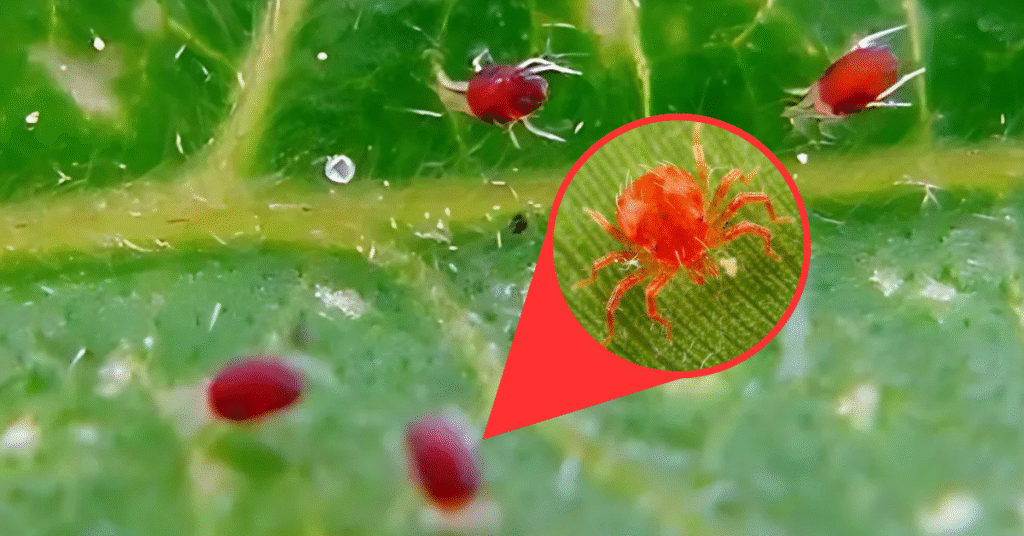 kỹ thuật trị nhện đỏ sắn