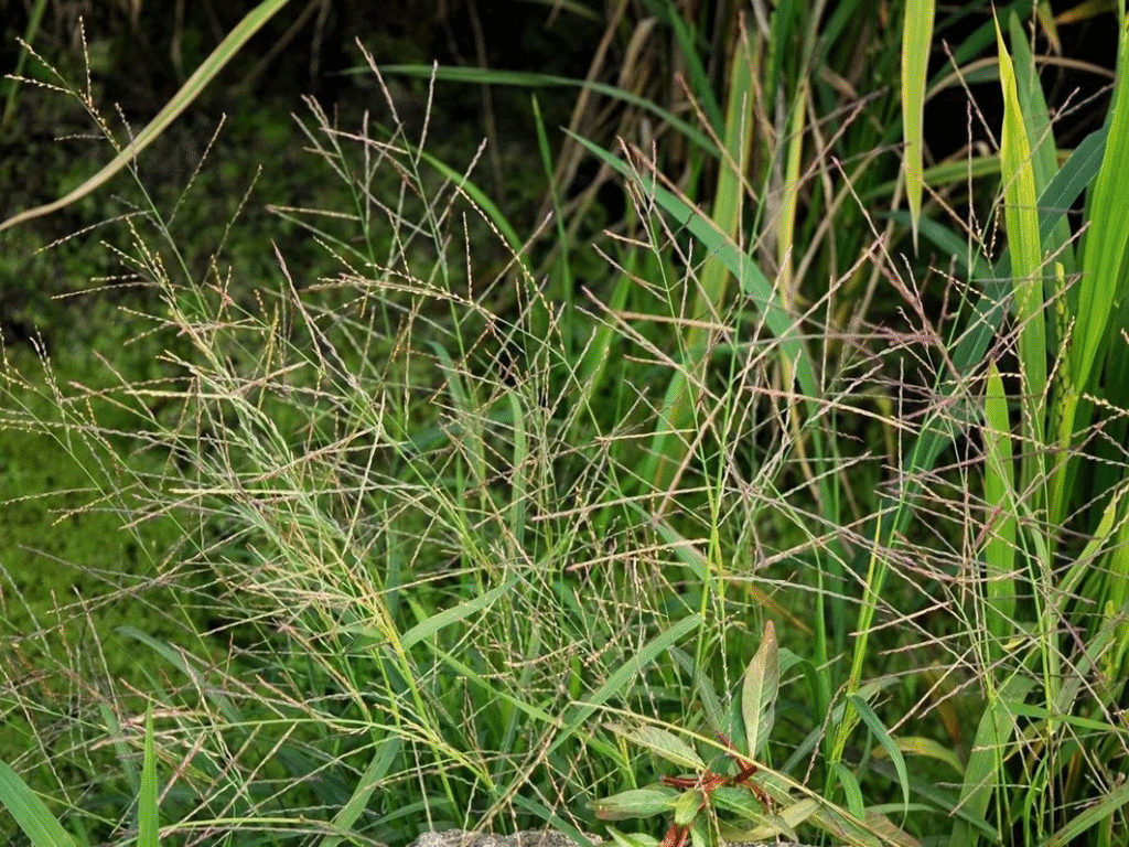  Cỏ Đuôi Phụng Cho Lúa Sạ