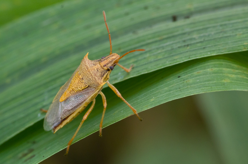 Kỹ Thuật Trị Bọ Xít Hôi