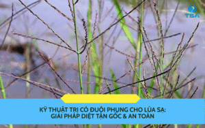Cỏ Đuôi Phụng Cho Lúa Sạ