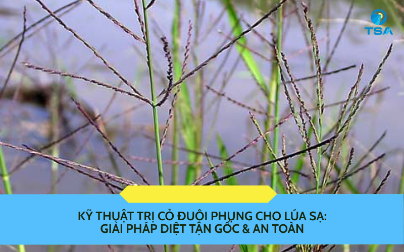 Cỏ Đuôi Phụng Cho Lúa Sạ