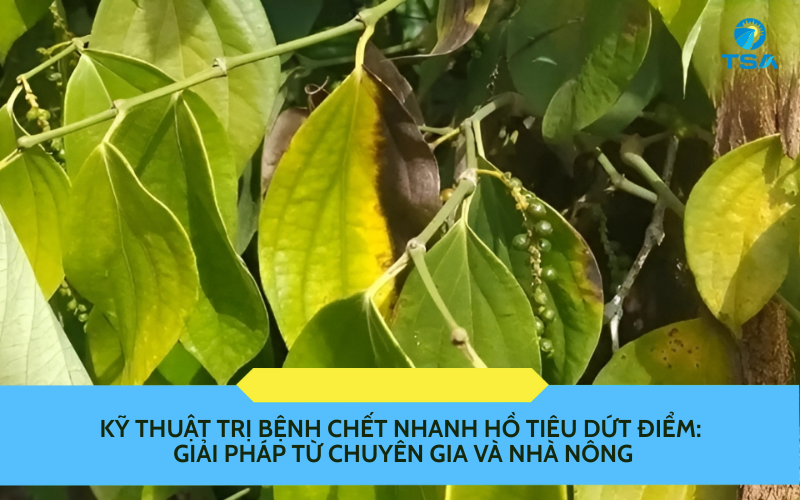 Kỹ Thuật Trị Bệnh Chết Nhanh Hồ Tiêu
