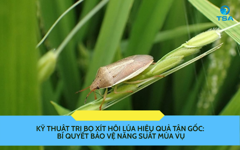 Kỹ Thuật Trị Bọ Xít Hôi