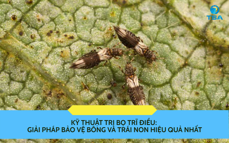 Kỹ Thuật Trị Bọ Trĩ Điều