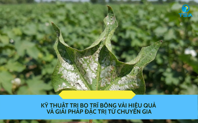 Kỹ Thuật Trị Bọ Trĩ Bông Vải