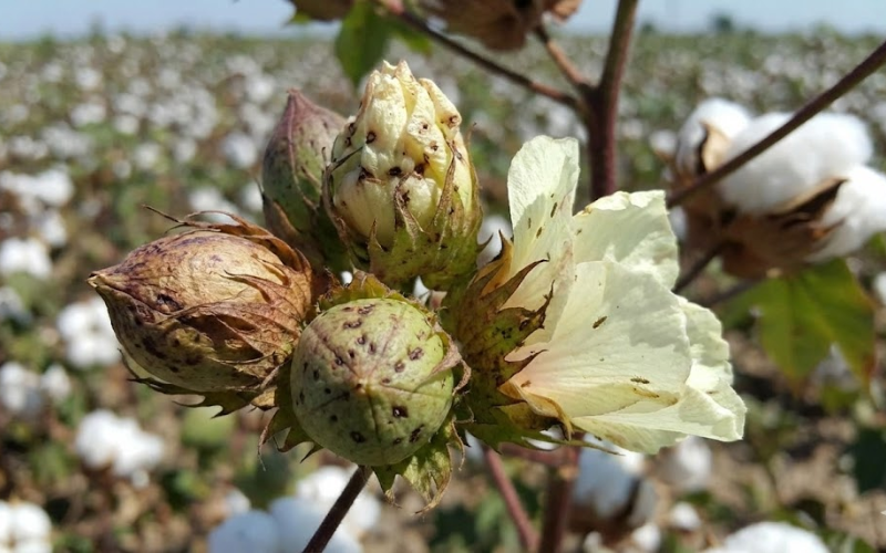 Kỹ Thuật Trị Bọ Trĩ Bông Vải