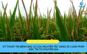 kỹ thuật trị bệnh bạc lá lúa
