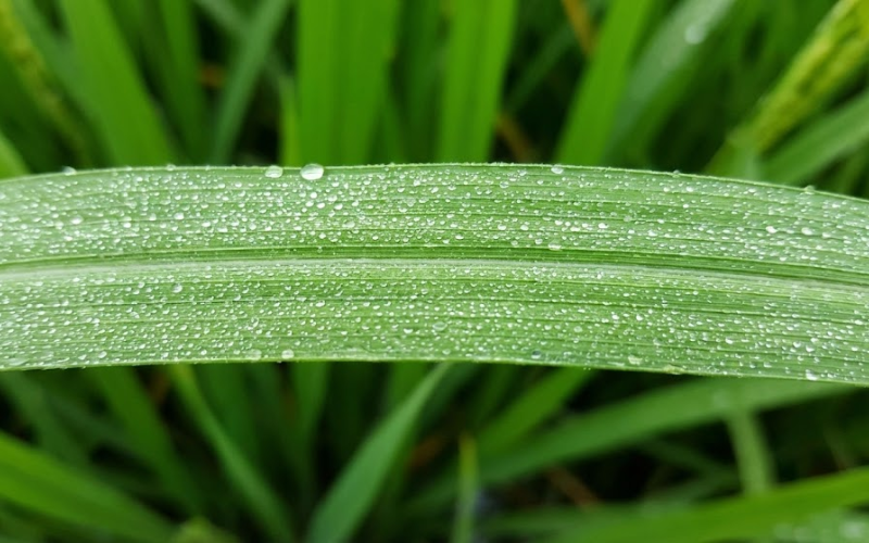 VÔI SỮA SUNFUA GA21