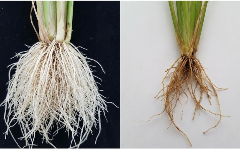 VÔI SỮA SUNFUA GA21