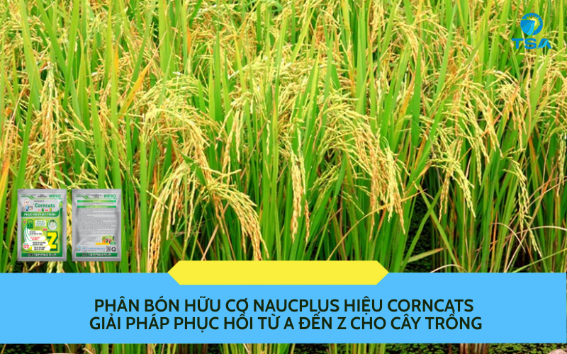 NAUCplus hiệu Corncats