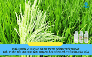 GA20 TS-TO ĐỒNG TRỔ THOÁT