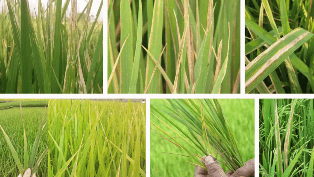 kỹ thuật trị bệnh bạc lá lúa