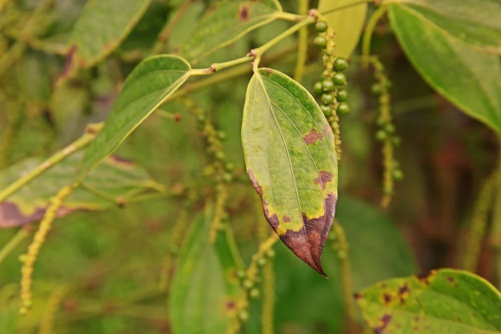 Kỹ Thuật Trị Bệnh Chết Nhanh Hồ Tiêu 