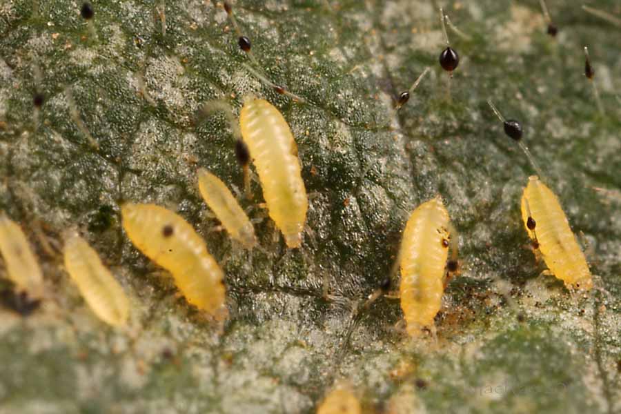 Kỹ Thuật Trị Bọ Trĩ Điều