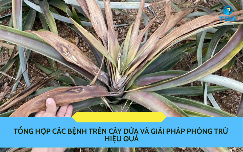 bệnh trên cây dứa
