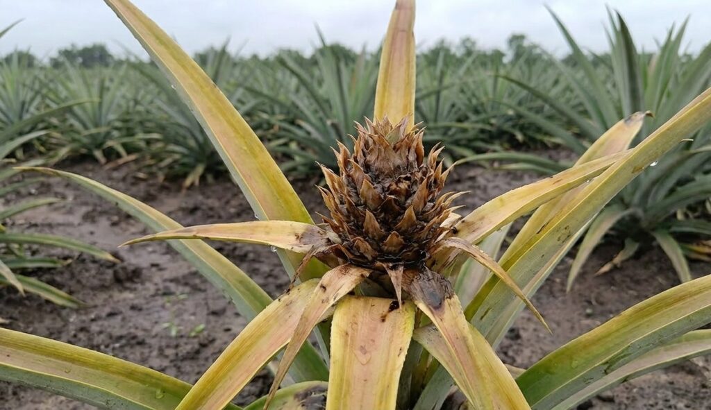 bệnh trên cây dứa