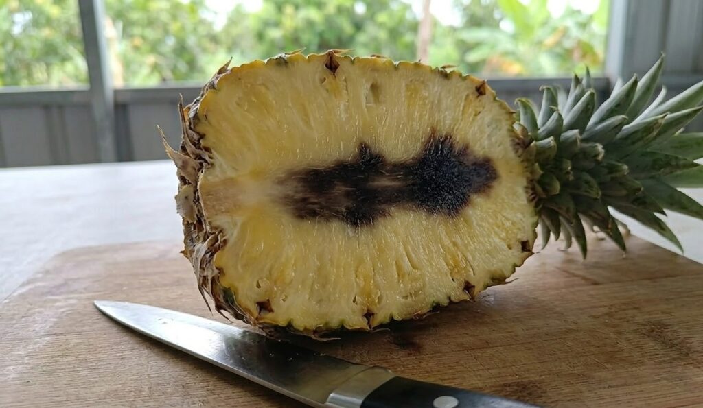 bệnh trên cây dứa