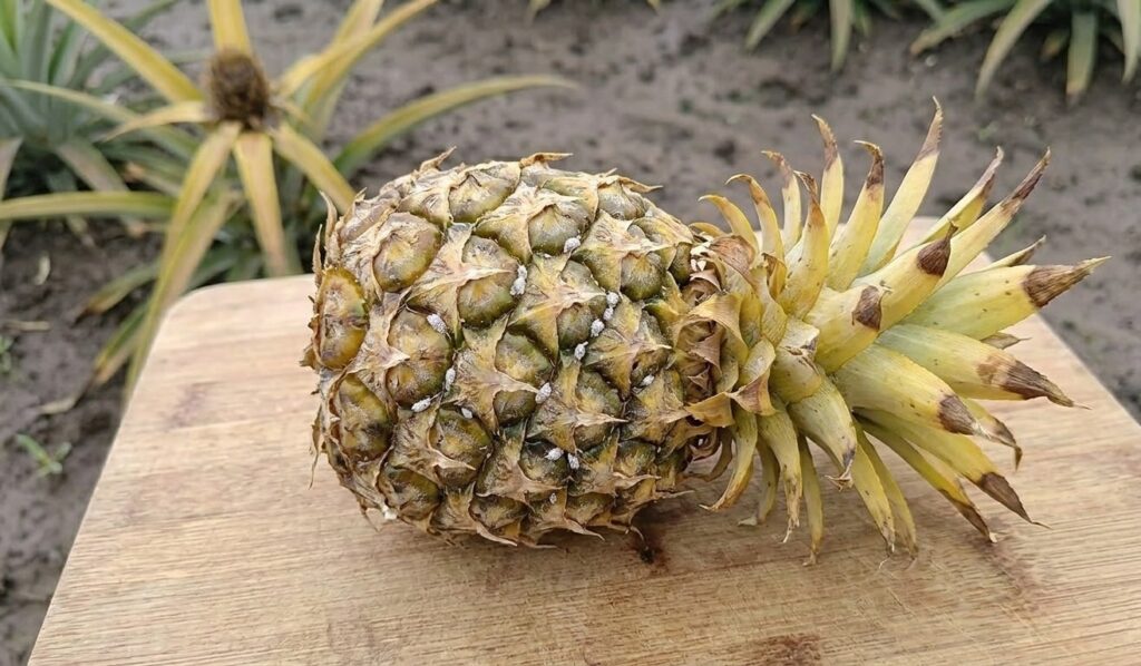 bệnh trên cây dứa