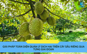 Cây Sầu Riêng
