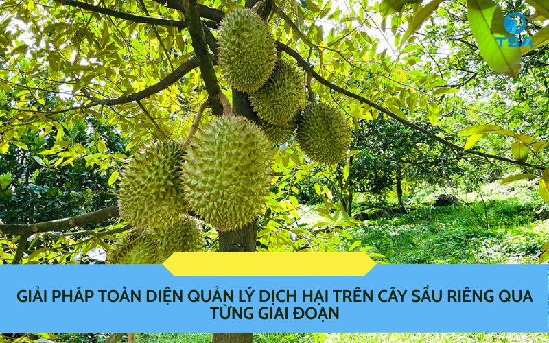 Cây Sầu Riêng