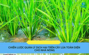 Chiến Lược Quản Lý Dịch Hại Trên Cây Lúa Toàn Diện Cho Nhà Nông