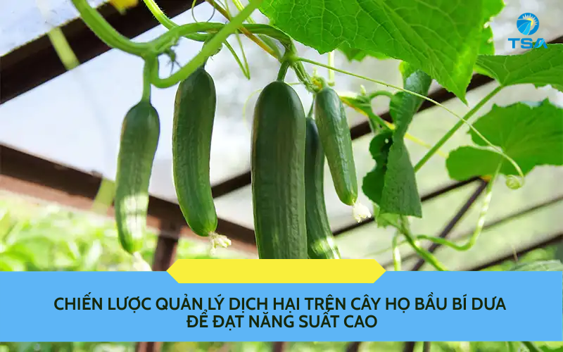 Chiến Lược Quản Lý Dịch Hại Trên Cây Họ Bầu Bí Dưa