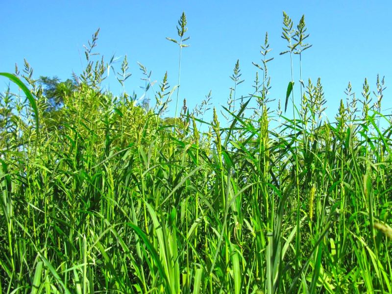 Chiến Lược Quản Lý Dịch Hại Trên Cây Lúa Toàn Diện Cho Nhà Nông