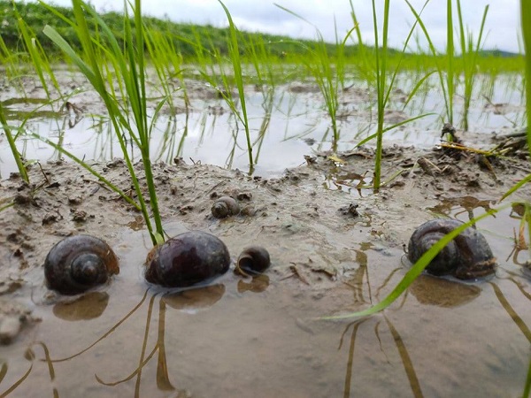 Chiến Lược Quản Lý Dịch Hại Trên Cây Lúa Toàn Diện Cho Nhà Nông