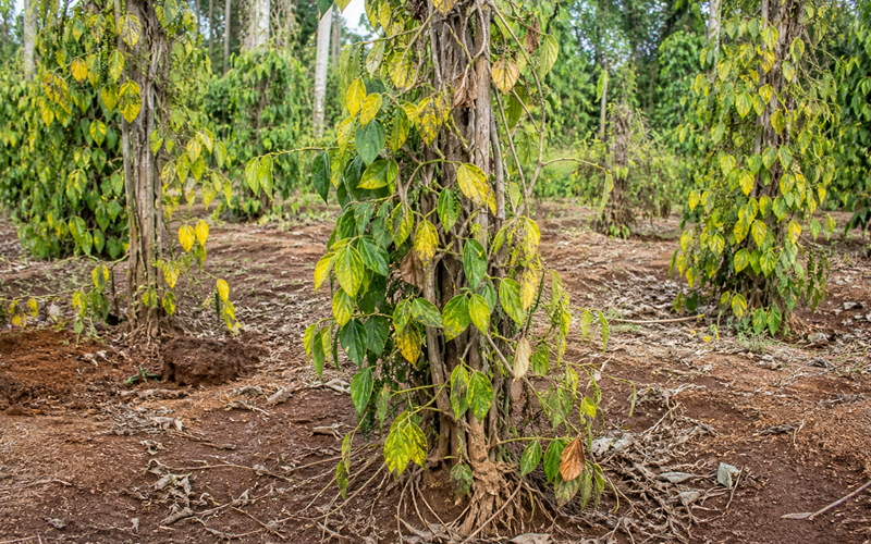 chết nhanh hồ tiêu