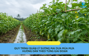 Quy trình quản lý sương mai dưa mùa mưa