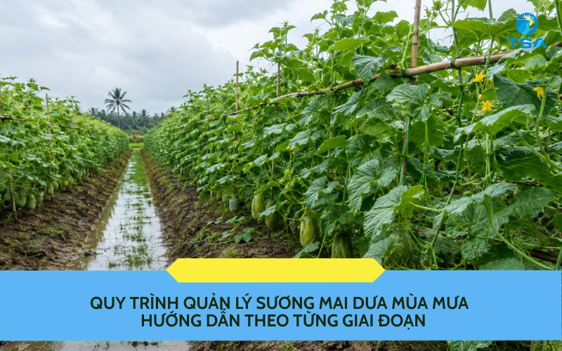 Quy trình quản lý sương mai dưa mùa mưa