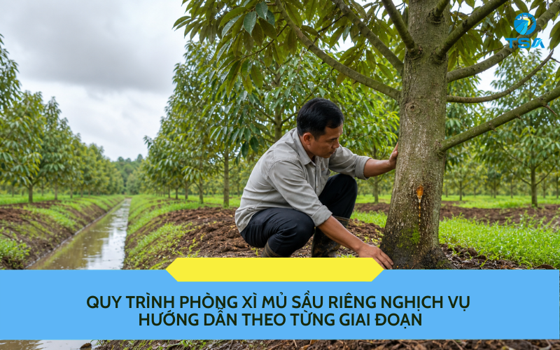 Quy trình phòng xì mủ sầu riêng nghịch vụ