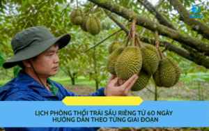 Lịch phòng thối trái sầu riêng từ 60 ngày