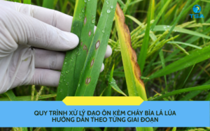 Quy trình xử lý đạo ôn kèm cháy bìa lá lúa