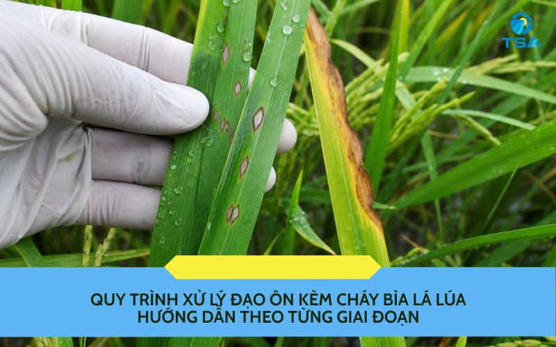 Quy trình xử lý đạo ôn kèm cháy bìa lá lúa
