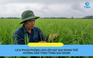 Lịch phun phòng lem lép hạt giai đoạn trổ