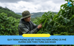 quy-trinh-phong-ri-sat-than-thu-nam-hong-ca-phe
