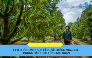 Lịch phòng mọt đục cành sầu riêng mùa mưa