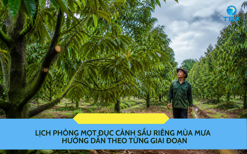 Lịch phòng mọt đục cành sầu riêng mùa mưa