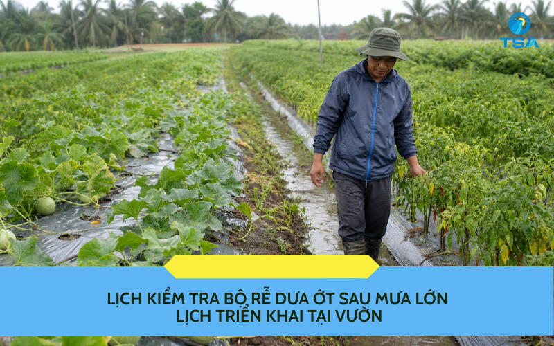 Lịch kiểm tra bộ rễ dưa ớt sau mưa lớn