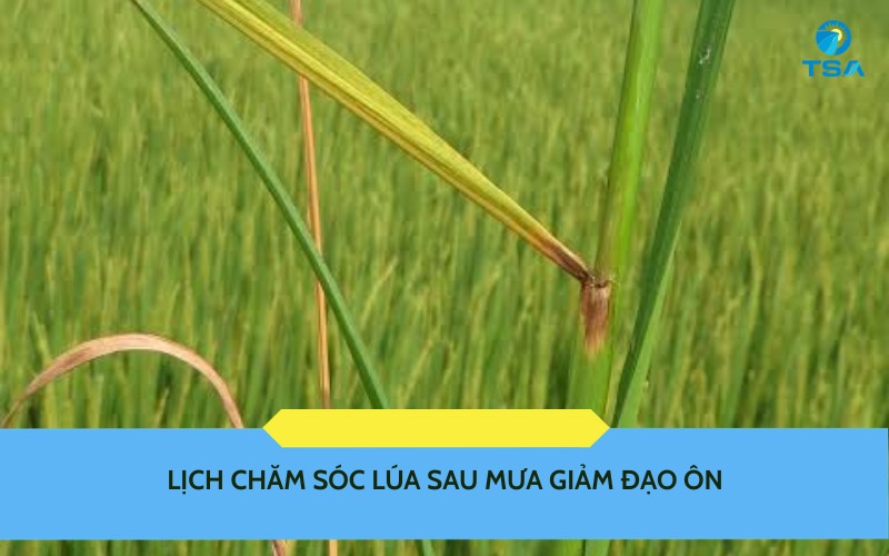 Lịch chăm sóc lúa sau mưa giảm đạo ôn