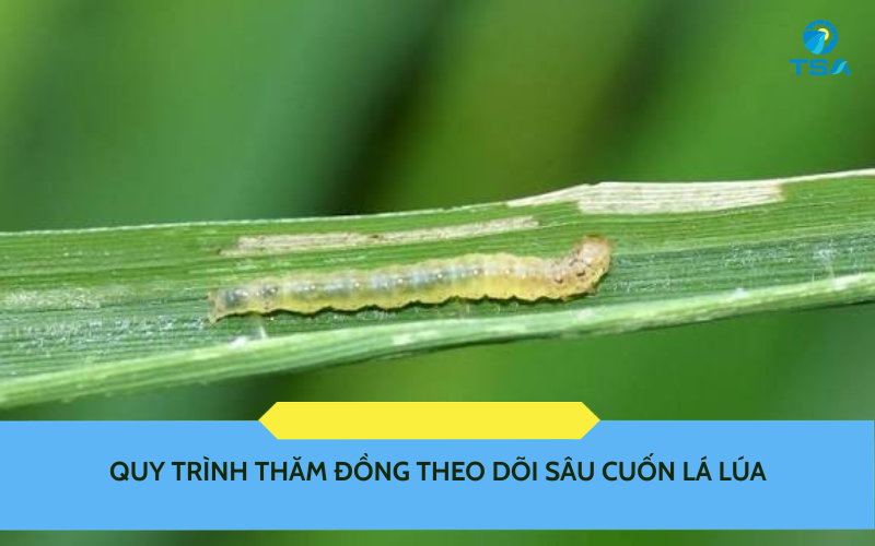Quy trình thăm đồng theo dõi sâu cuốn lá lúa