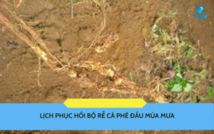 Lịch phục hồi bộ rễ cà phê đầu mùa mưa