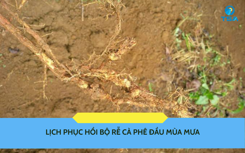 Lịch phục hồi bộ rễ cà phê đầu mùa mưa