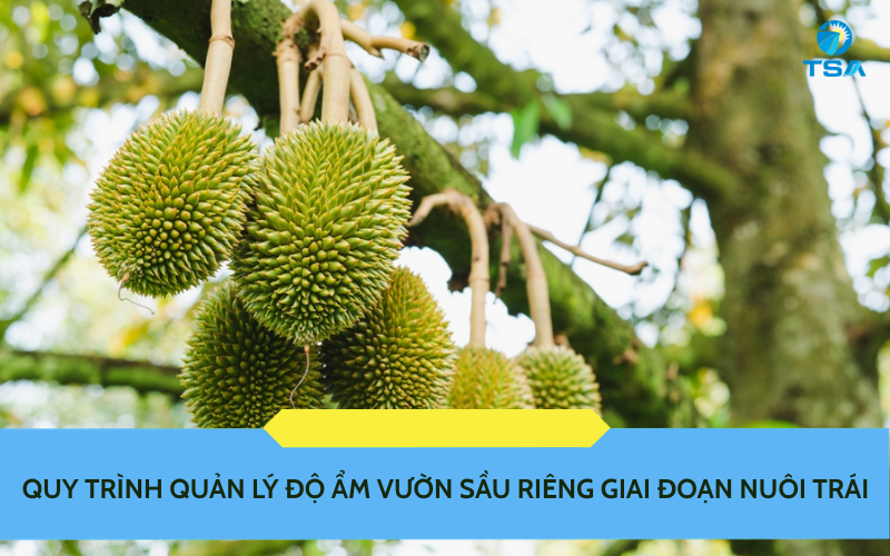 giai đoạn nuôi trái